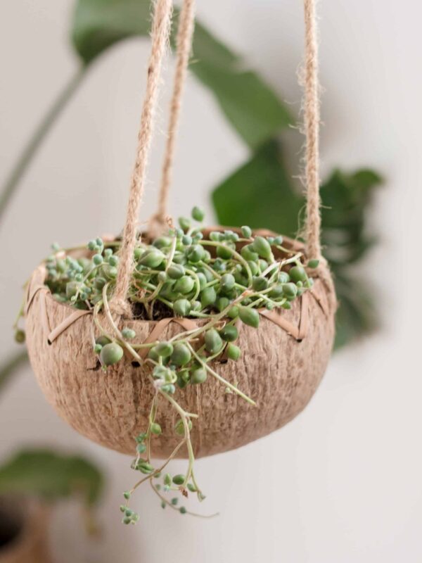 Coconut classic hanging pot