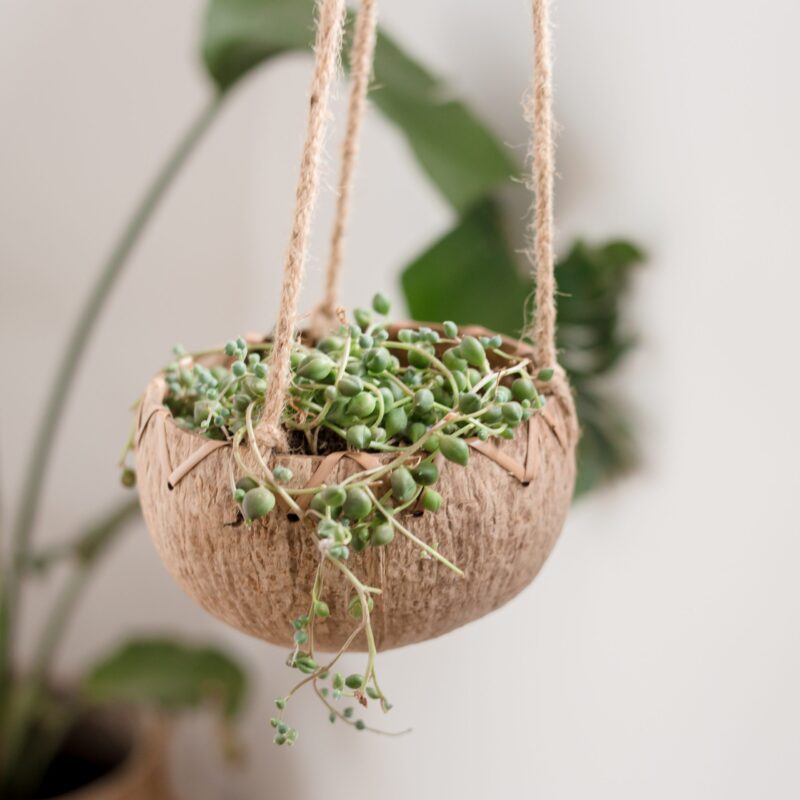 Coconut classic hanging pot