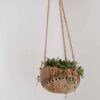 Coconut wave hanging pot
